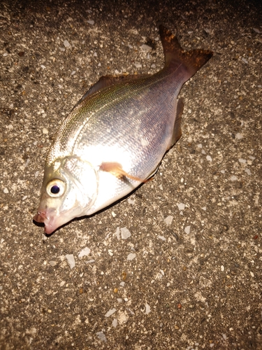 ウミタナゴの釣果