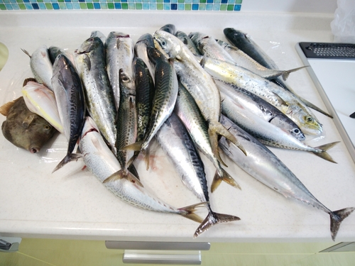 マサバの釣果