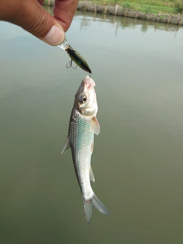 ニゴイの釣果