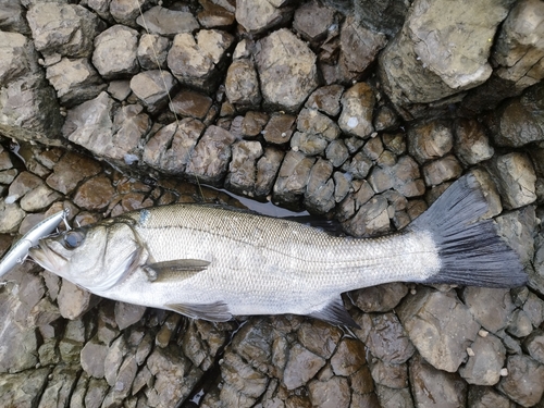 フッコ（ヒラスズキ）の釣果