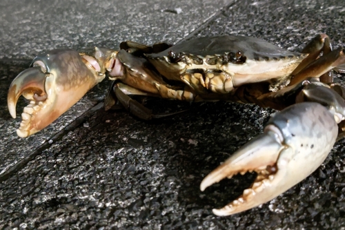 ノコギリガザミの釣果