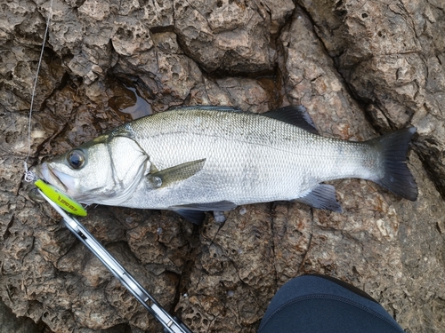 フッコ（ヒラスズキ）の釣果