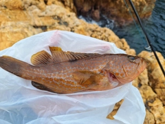 アコウの釣果