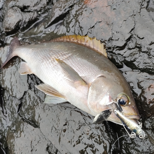 イサキの釣果