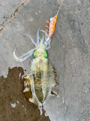 アオリイカの釣果