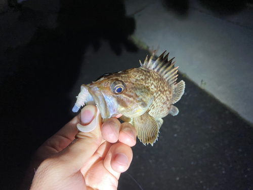 クロソイの釣果