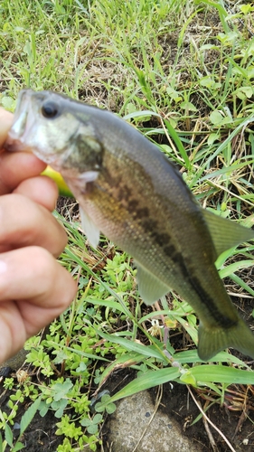 ラージマウスバスの釣果