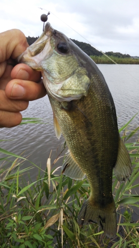 ラージマウスバスの釣果