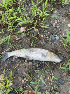 ニゴイの釣果