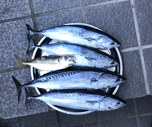 カツオの釣果