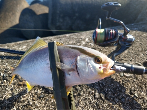 カンパチの釣果