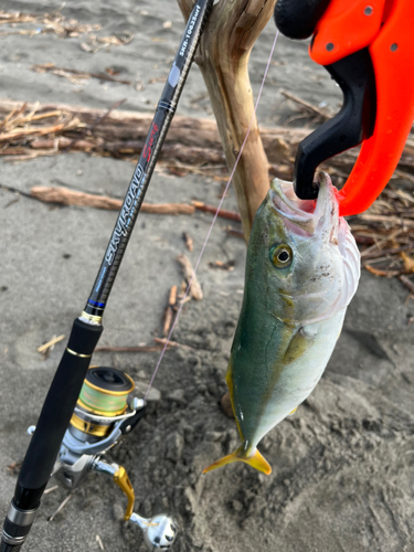 ワカシの釣果