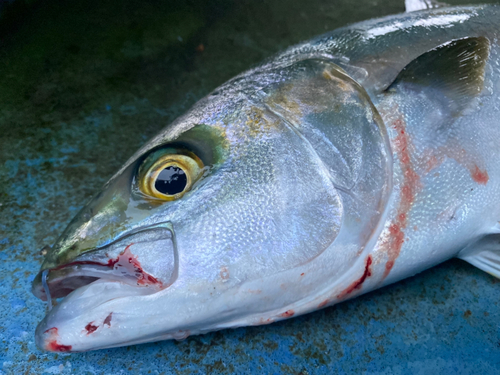 ヒラマサの釣果