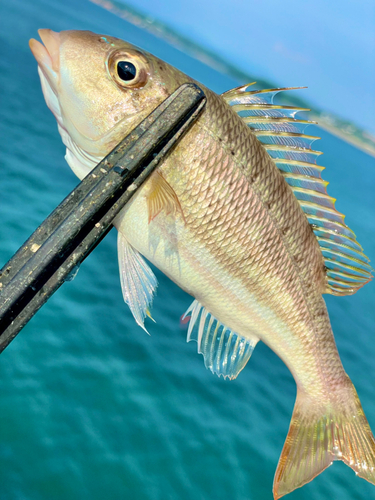 ハマフエフキの釣果