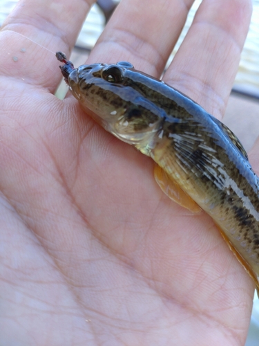 ハゼの釣果