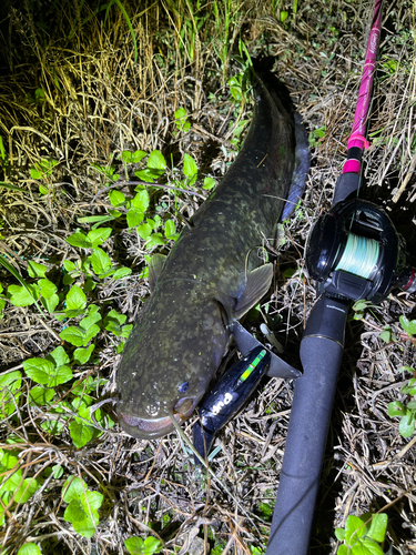 ナマズの釣果