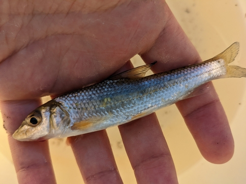 カマツカの釣果