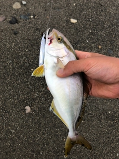 ショゴの釣果