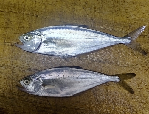 釣果