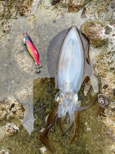 アオリイカの釣果