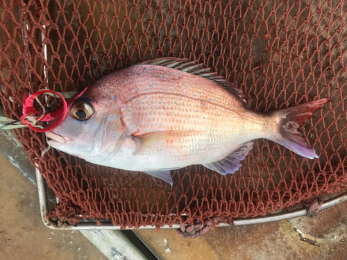 マダイの釣果