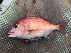 マダイの釣果