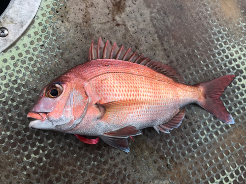 マダイの釣果