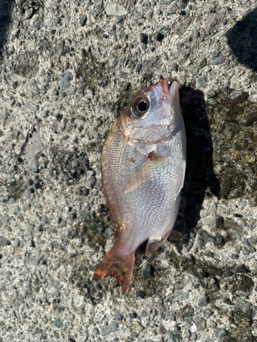 サンバソウの釣果