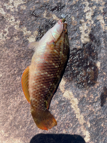 ホシササノハベラの釣果