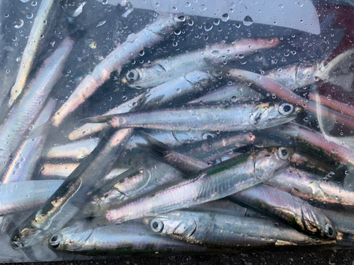 イワシの釣果