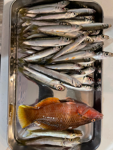 イワシの釣果