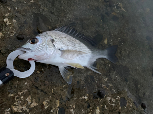 キビレの釣果