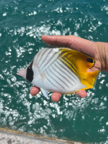 チョウチョウウオの釣果