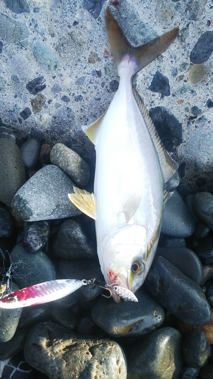 ショゴ