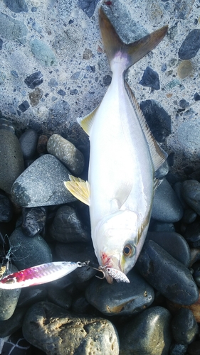 ショゴの釣果