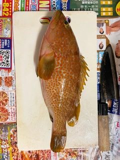 キジハタの釣果