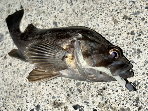 クロソイの釣果