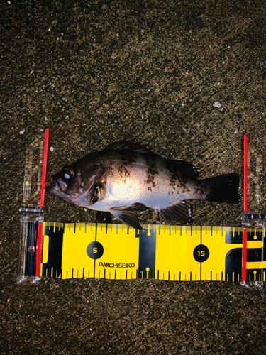 メバルの釣果