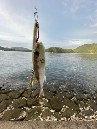 クサフグの釣果