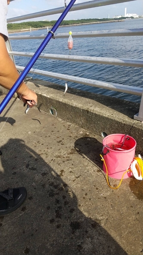 カタクチイワシの釣果