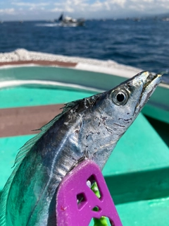 タチウオの釣果