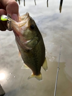 ラージマウスバスの釣果