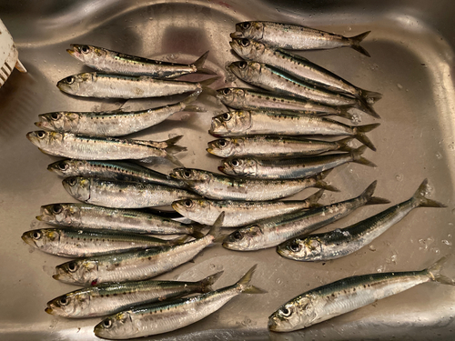 イワシの釣果