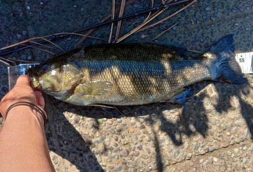 スモールマウスバスの釣果