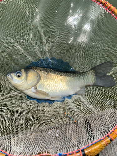 ヘラブナの釣果