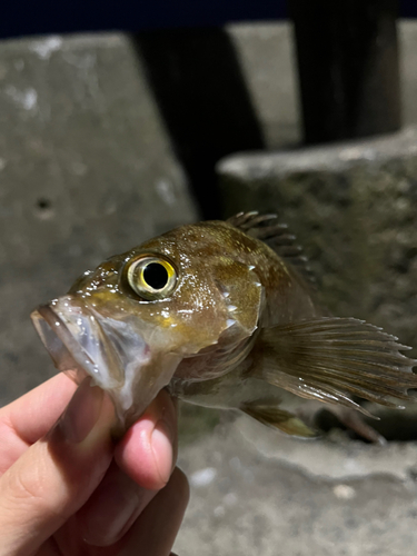 エゾメバルの釣果