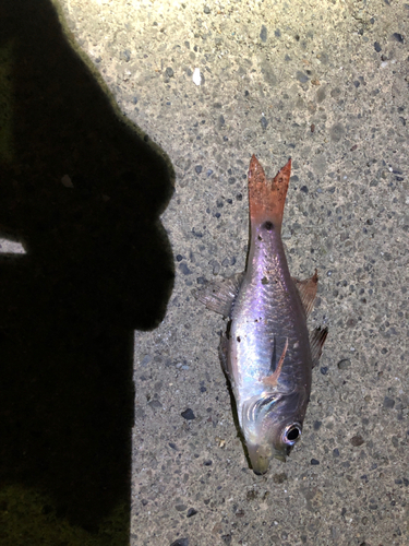 ネンブツダイの釣果