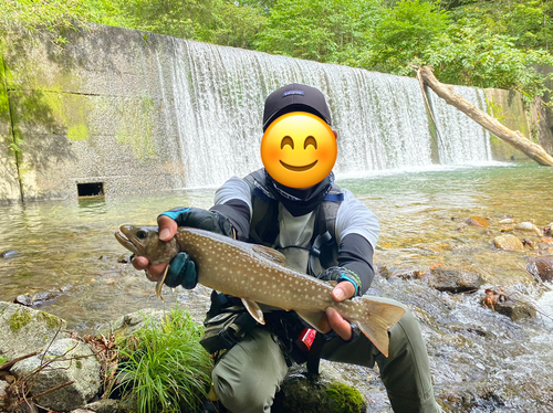 イワナの釣果