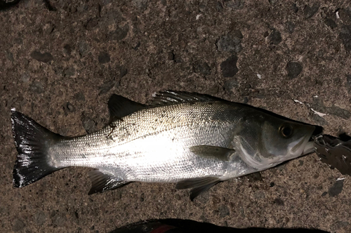 ヒラスズキの釣果