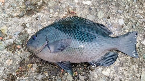 クチブトグレの釣果